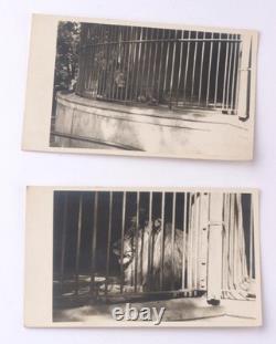 Lion WW2 German ring WWII Germany Army Zoo Photo Fragment Set Wehrmacht force