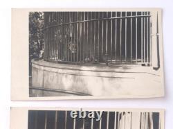 Lion WW2 German ring WWII Germany Army Zoo Photo Fragment Set Wehrmacht force