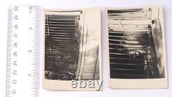 Lion WW2 German ring WWII Germany Army Zoo Photo Fragment Set Wehrmacht force