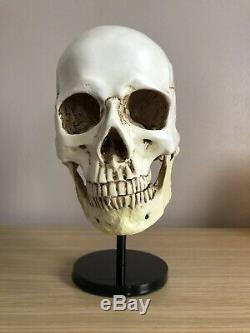 Skull Helmet Display Stand U. S German Ww2 Hats Vietnam Usmc Para Sas Raf Army