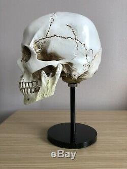 Skull Helmet Display Stand U. S German Ww2 Hats Vietnam Usmc Para Sas Raf Army