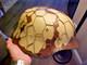 Wwll German Army Camo Helmet Withchicken Wire And Fine Leather Liner Unused Nice