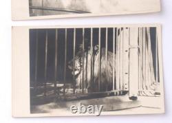 Anneau allemand de lion de la Seconde Guerre mondiale, ensemble de fragments photo de l'armée allemande, zoo Wehrmacht.