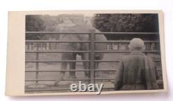 Éléphant WW2 allemand 1943 anneau photo WWII pendentif pistolet bouton DAK armée allemande